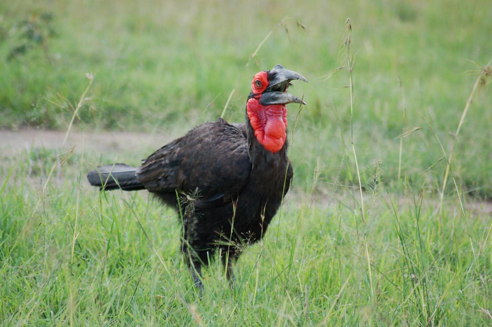 Mara Elatia Camp Villa Maasai Mara Eksteriør bilde