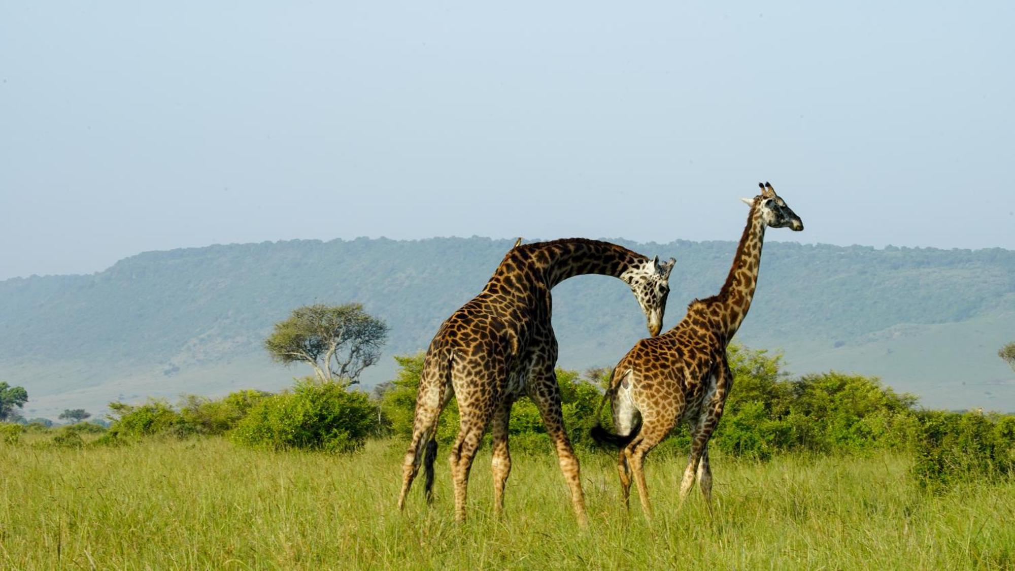 Mara Elatia Camp Villa Maasai Mara Eksteriør bilde