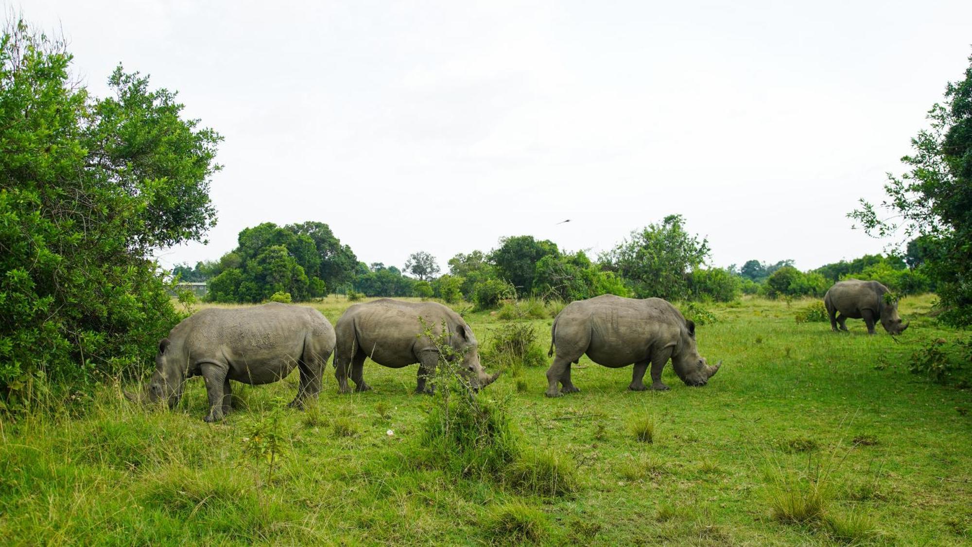 Mara Elatia Camp Villa Maasai Mara Eksteriør bilde