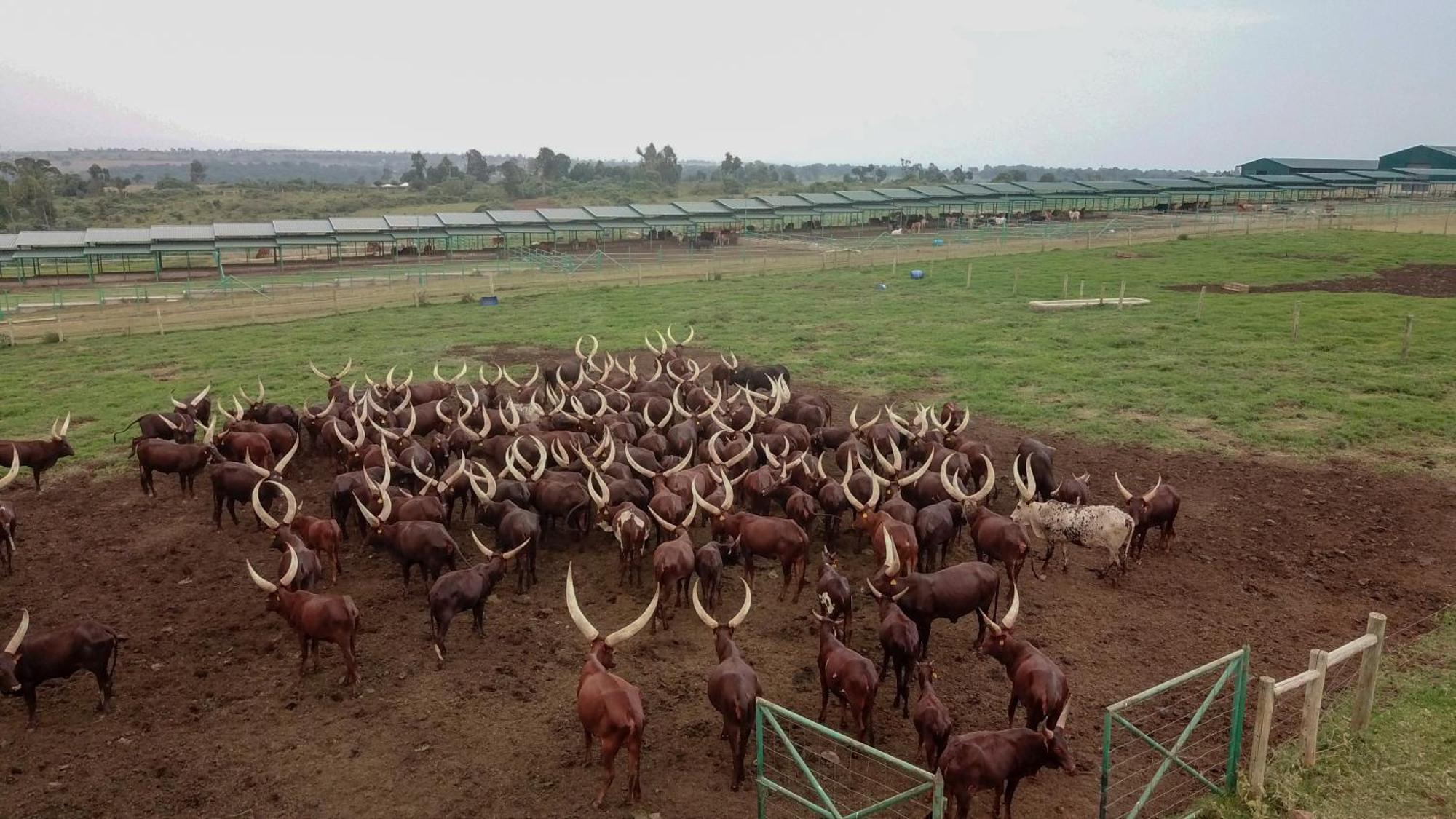 Mara Elatia Camp Villa Maasai Mara Eksteriør bilde