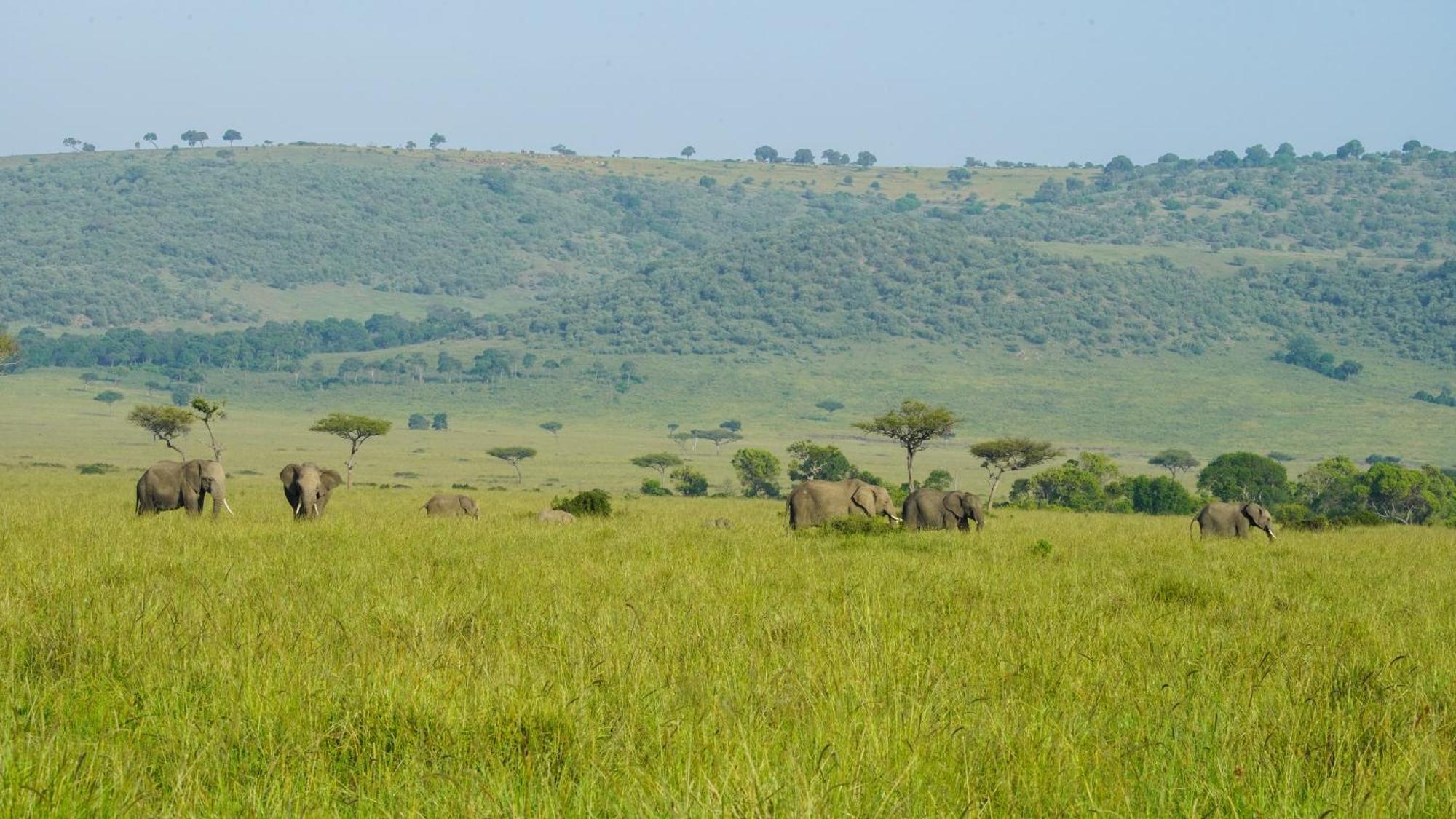 Mara Elatia Camp Villa Maasai Mara Eksteriør bilde