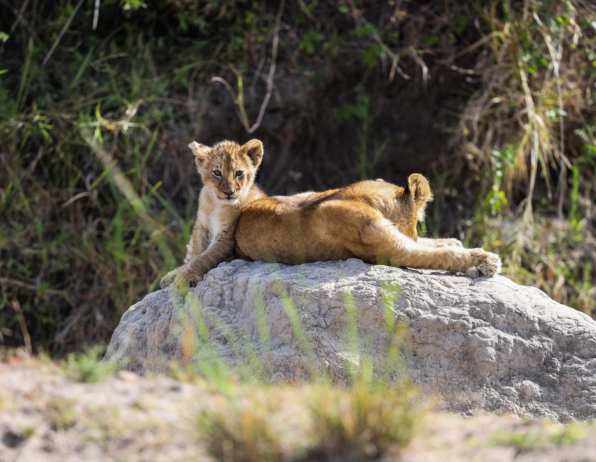 Mara Elatia Camp Villa Maasai Mara Eksteriør bilde