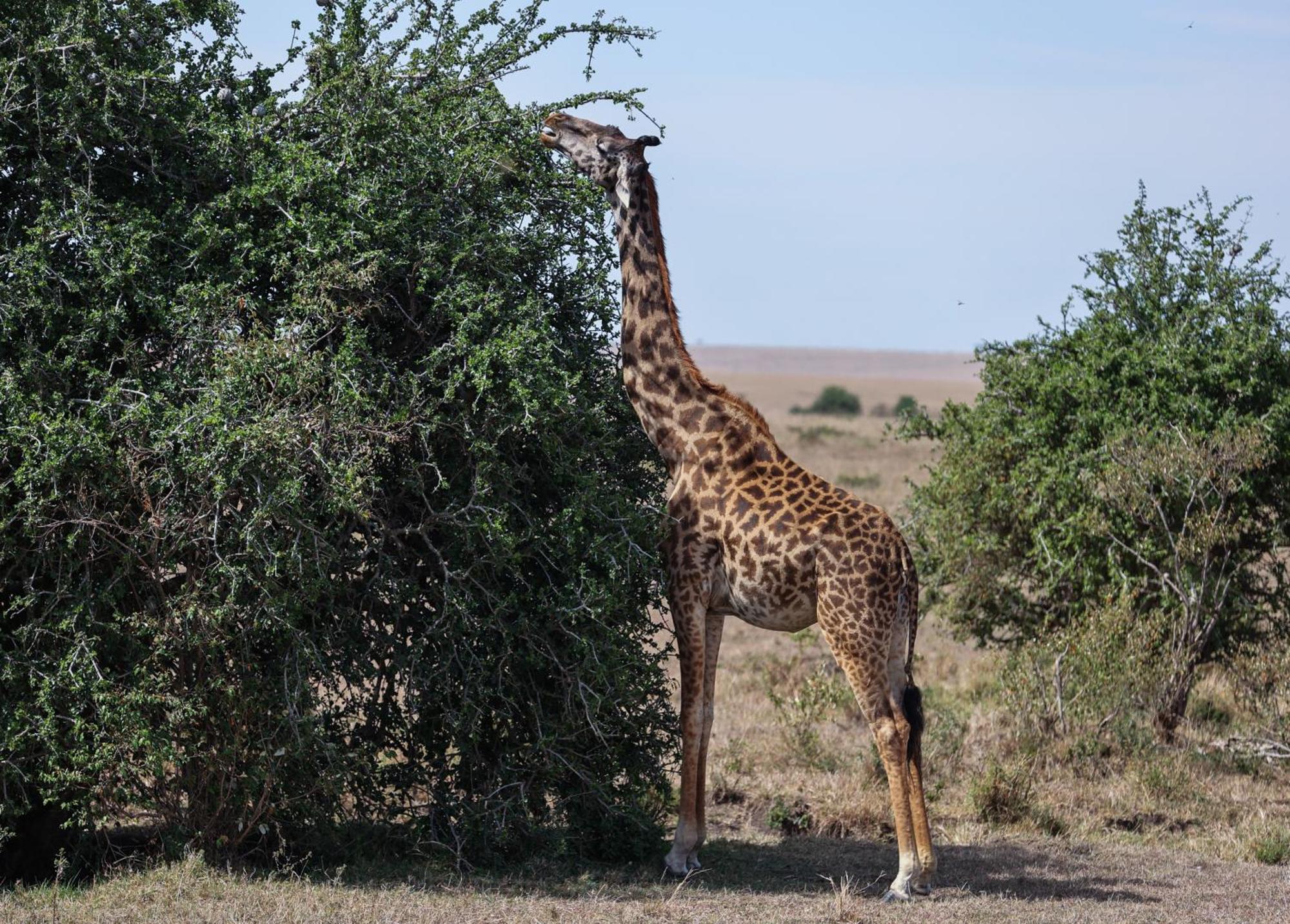 Mara Elatia Camp Villa Maasai Mara Eksteriør bilde